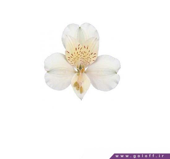 خرید آنلاین گل آلسترومریا فوجی - Alstroemeri | گل آف